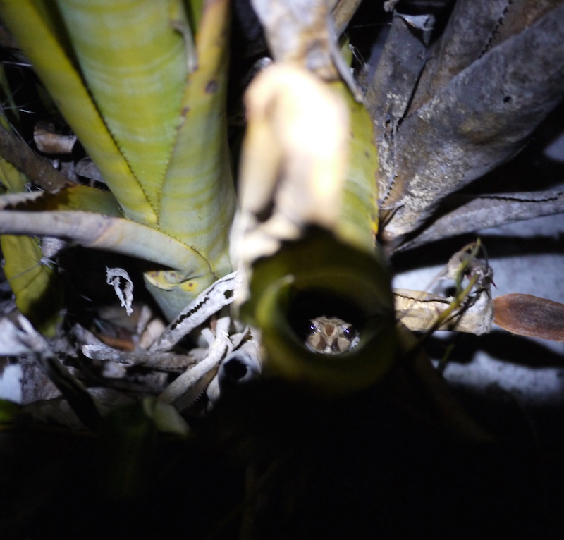 frog hiding inside bromeliad
